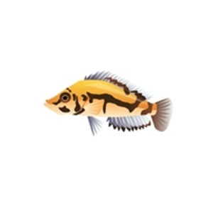 Gold Head Cichlid